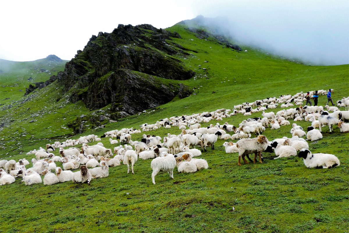 Sheeps in Dhorpatan